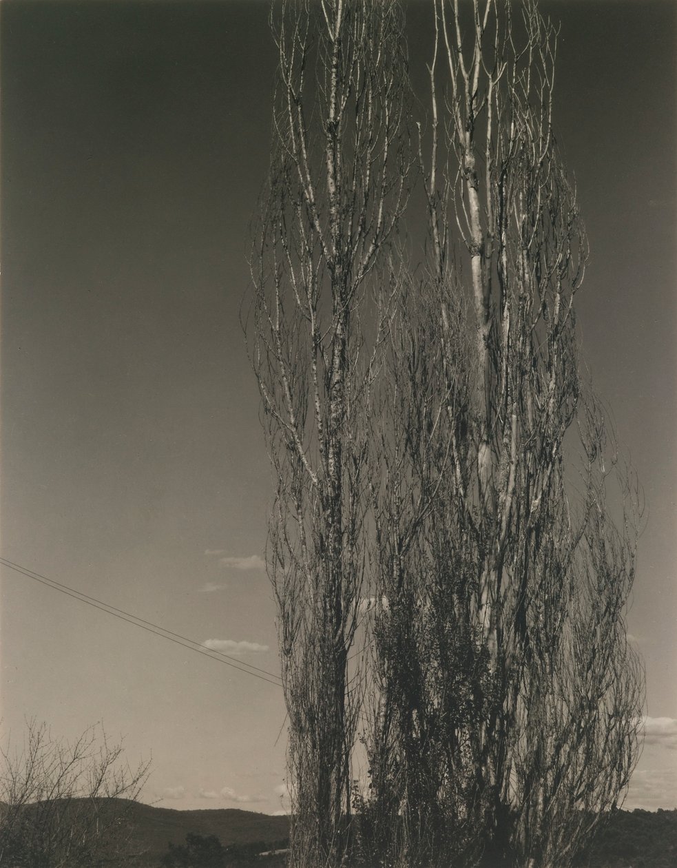 The Two Poplars, Lake George by Alfred Stieglitz