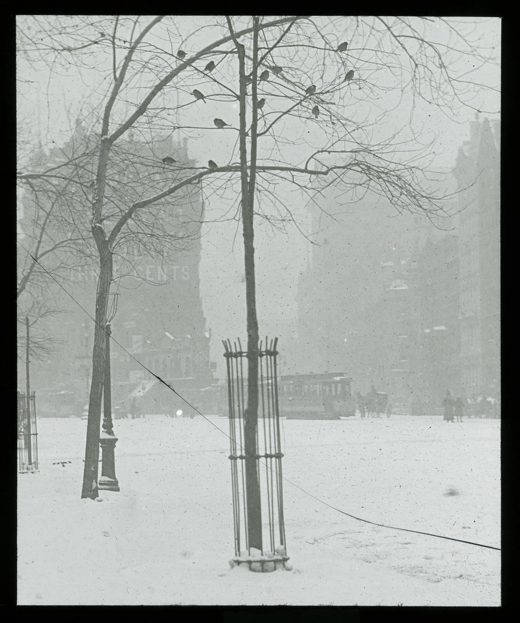 Tree in Snow, New York City by Alfred Stieglitz