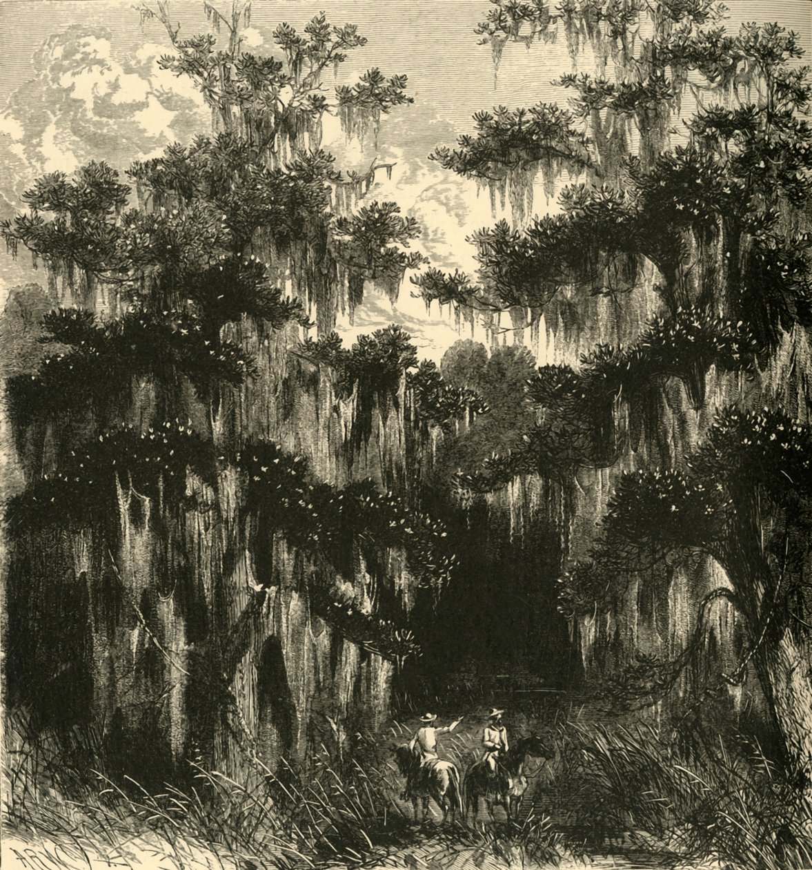 Magnolia Swamp by Alfred Rudolph Waud