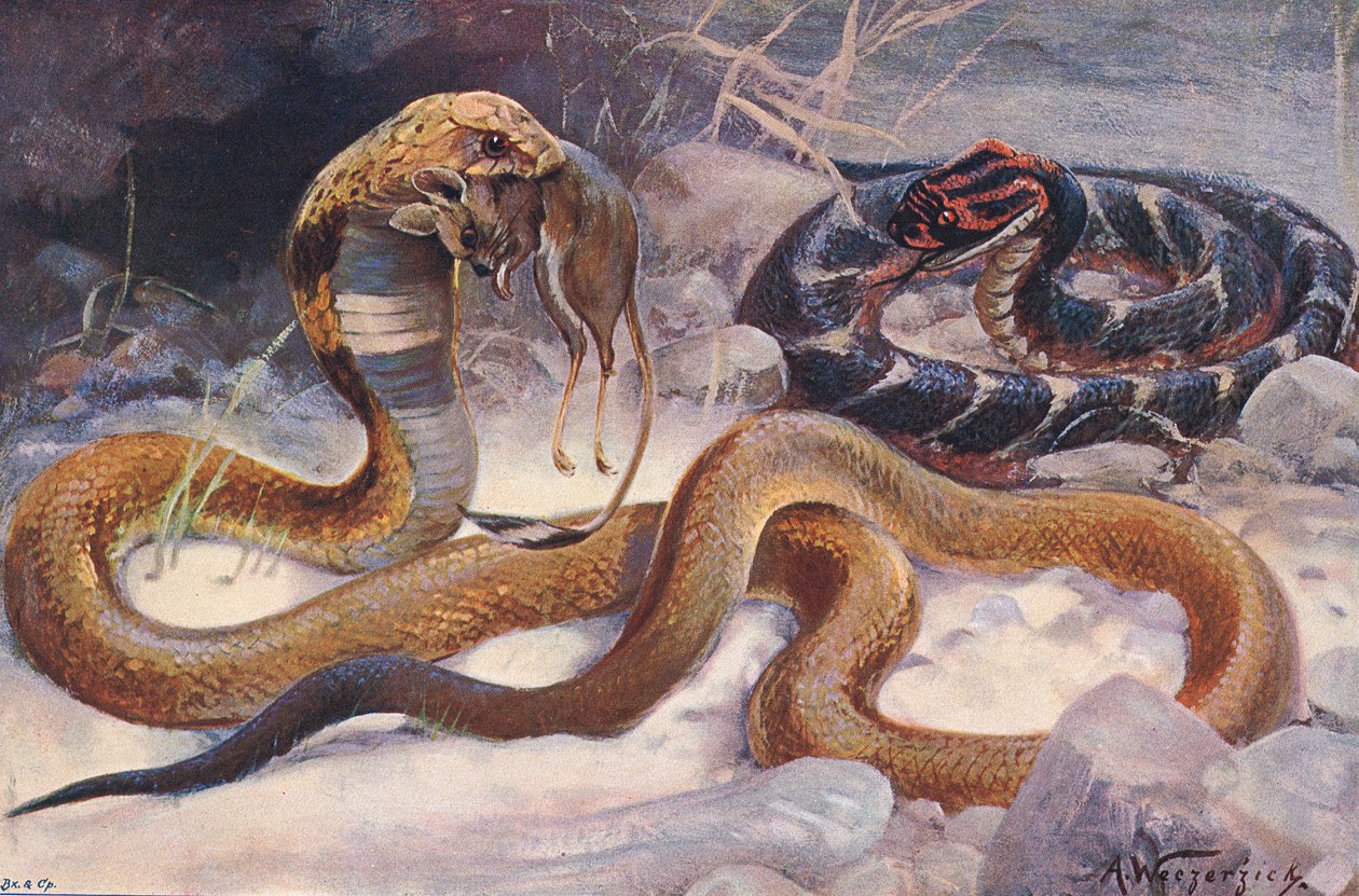 Cobra and Puff Adder, Illustration from 