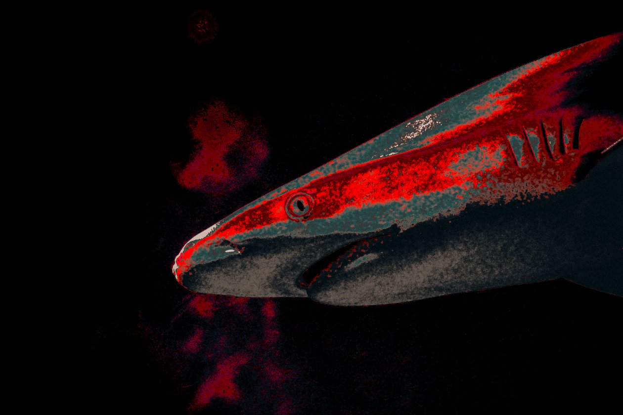 Bait, 2018 by Alice Gur Arie