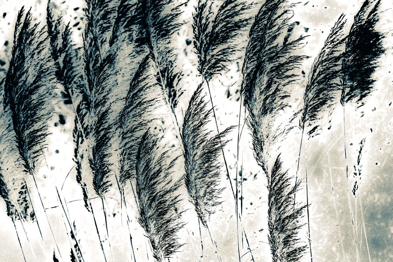 Wind from the West, 2016 by Alice Gur Arie