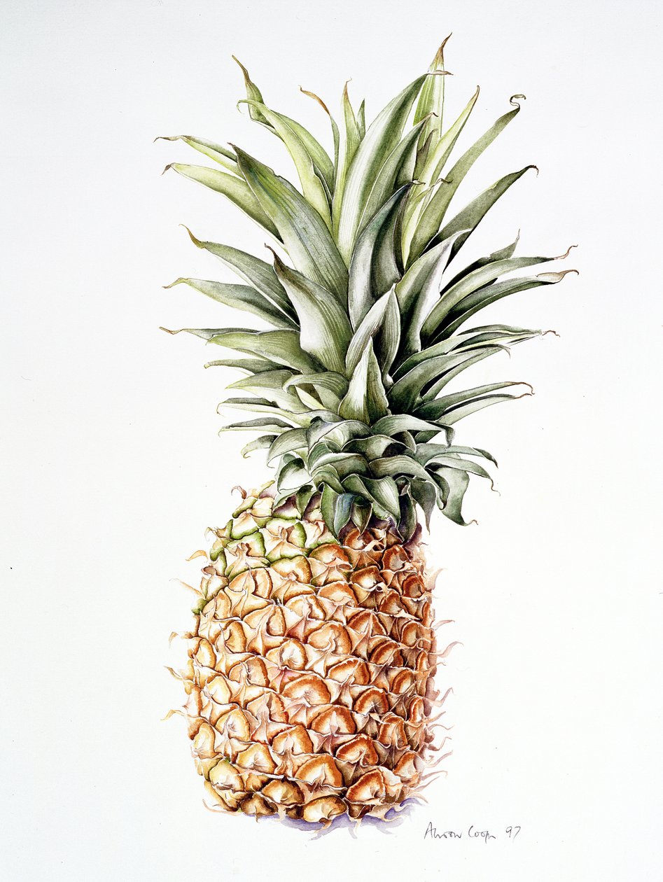 Pineapple, 1997 by Alison Cooper