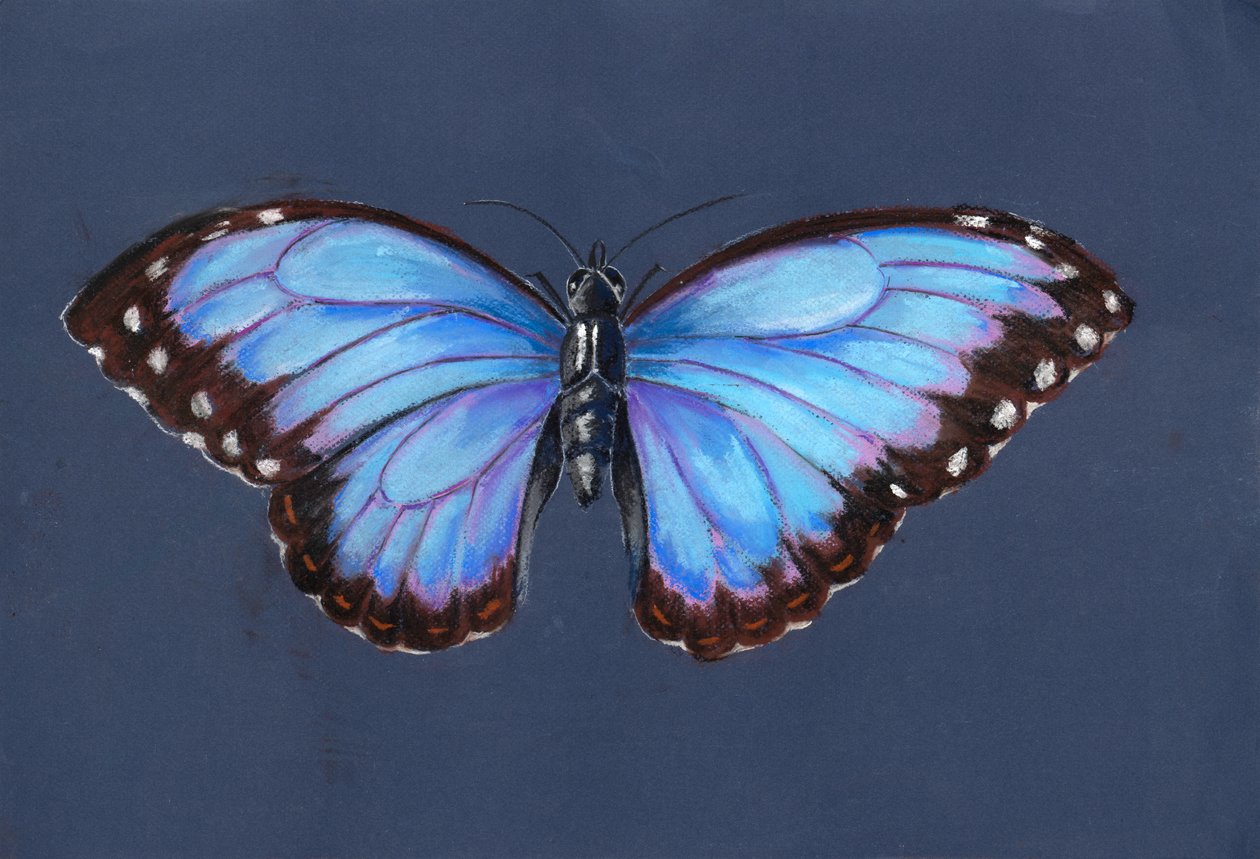 Blue Morpho Butterfly by Alison Cooper