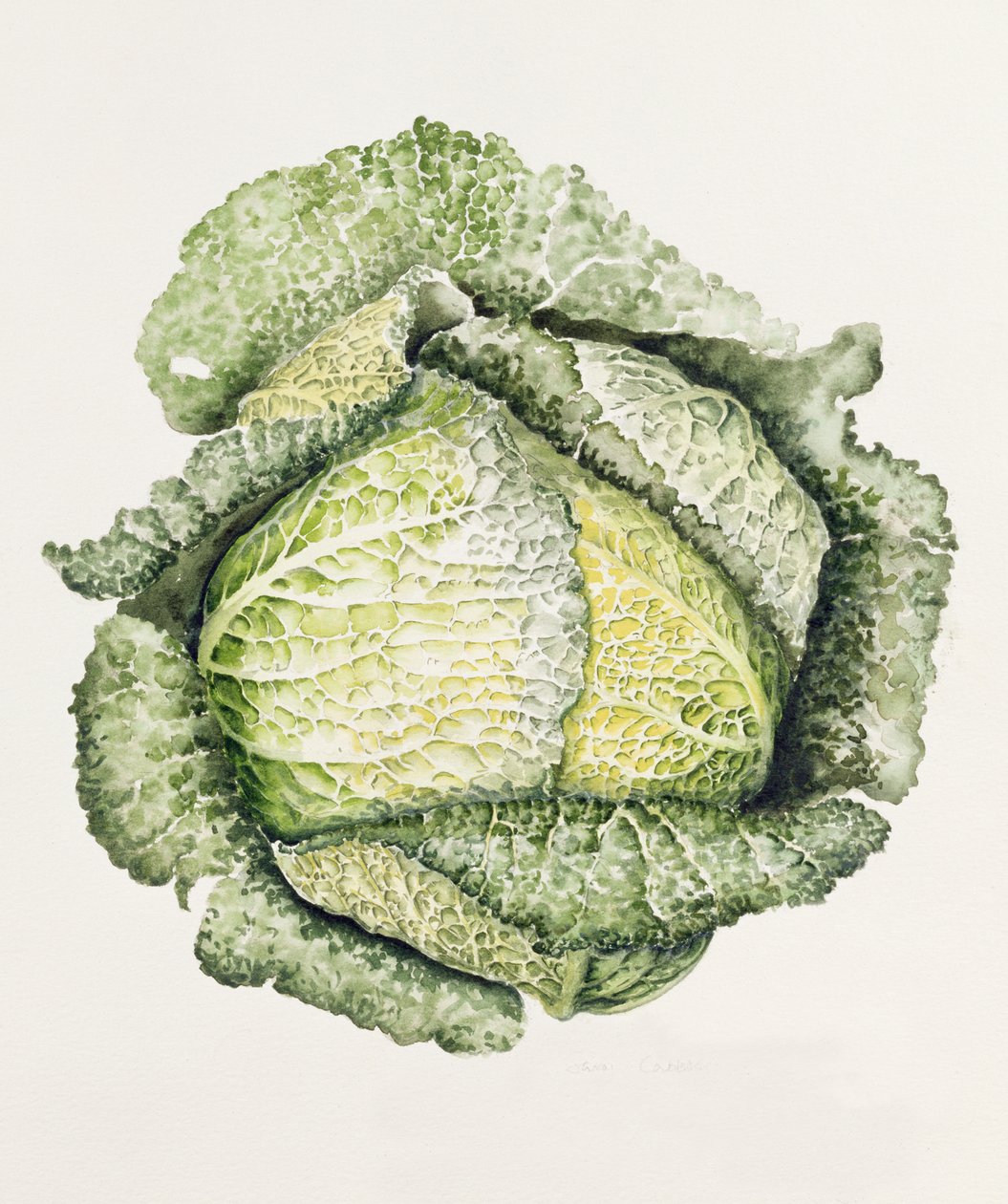 Savoy Cabbage by Alison Cooper