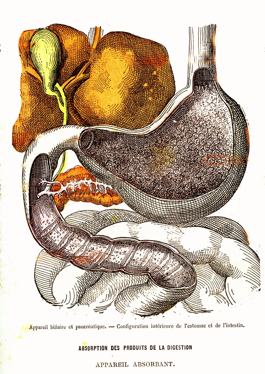 Biliary and Pancreatic System - Normal Life & Health by J. Rengade. Drawing by A. Demarle 1881 by Alphonse Demarle