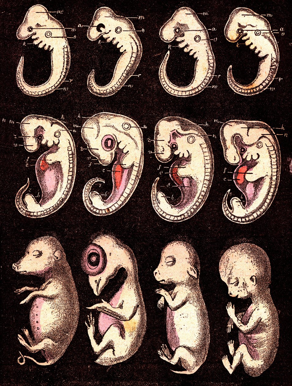 Compared embryos of 4 vertebrae (pig, hen, rabbit, man). Drawing by A. Demarle. 1885 by Alphonse Demarle