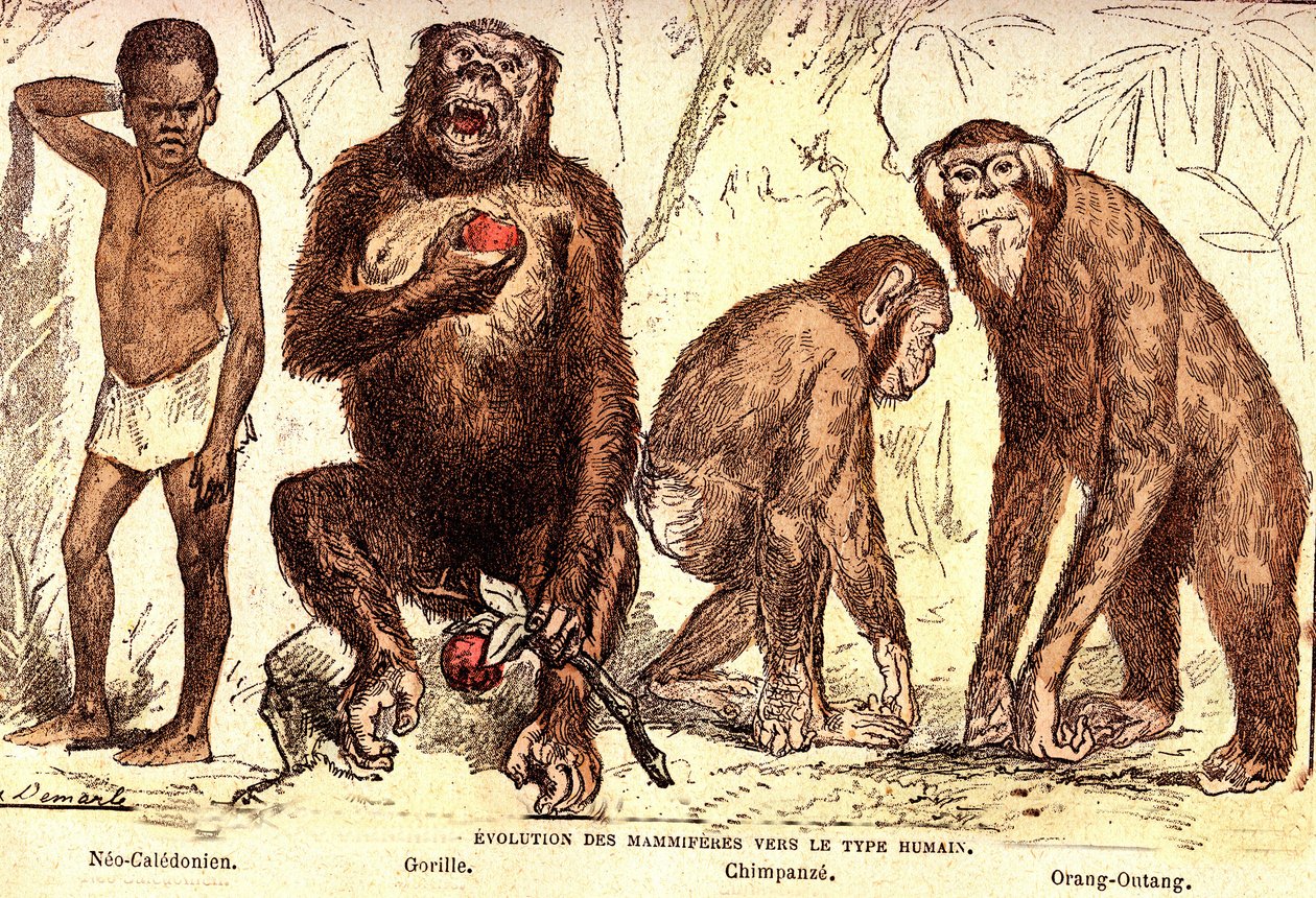 Evolution of mammals to the human type. Drawing by A. Demarle. 1885 by Alphonse Demarle