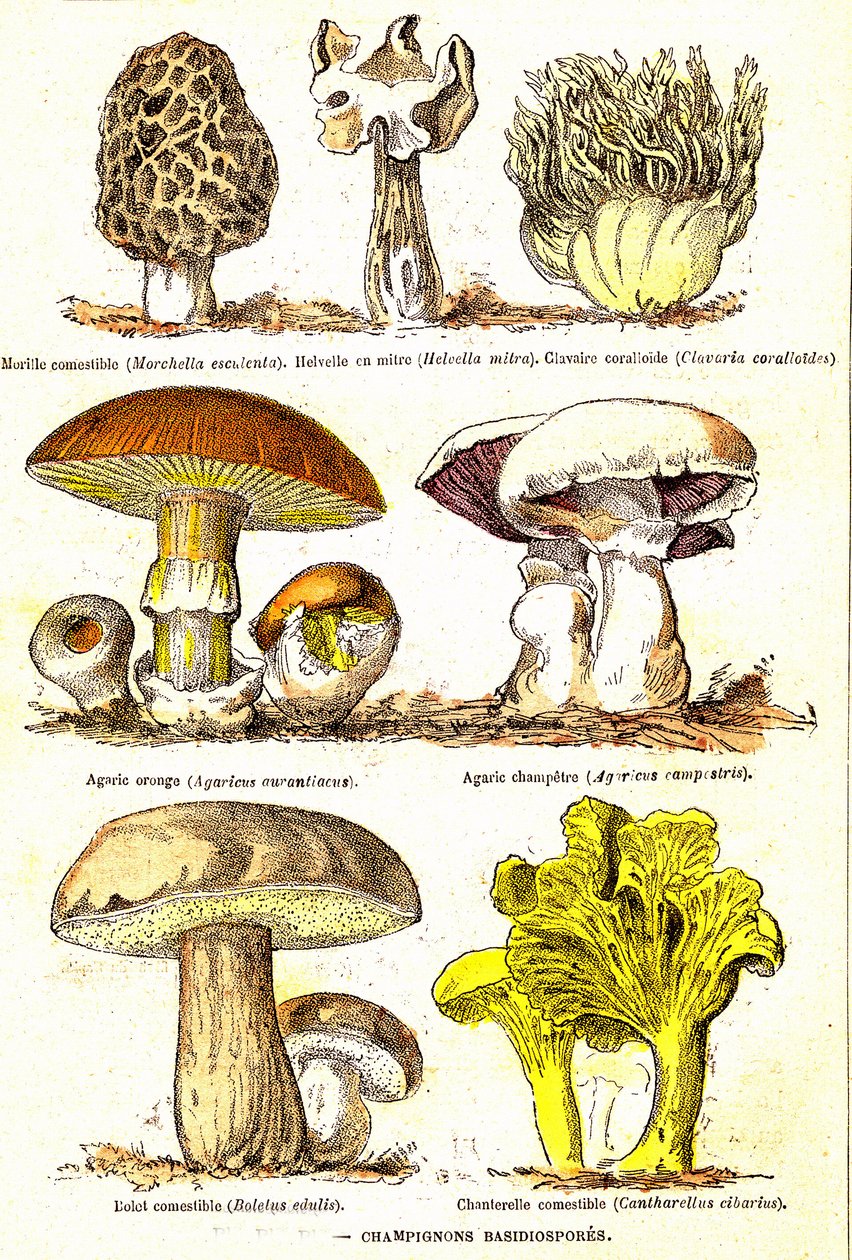 Mushrooms Basidiospores: Natural Creation and Living Beings (by Jules Rengade). Drawing by A. Demarle 1885 by Alphonse Demarle