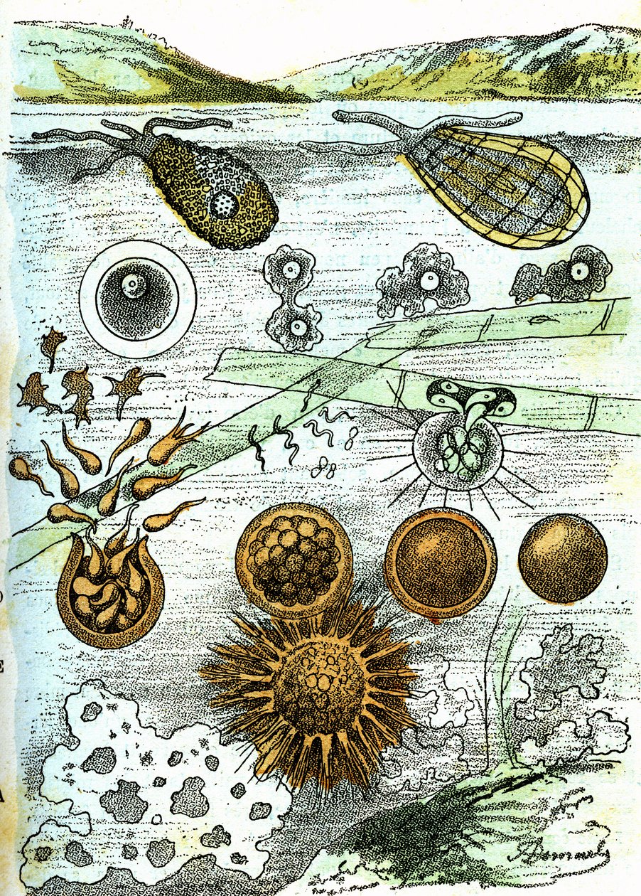 Prehistory-Amibes, Bacteries, Moneres (Growing): Rudimentary Organized Beings by Alphonse Demarle