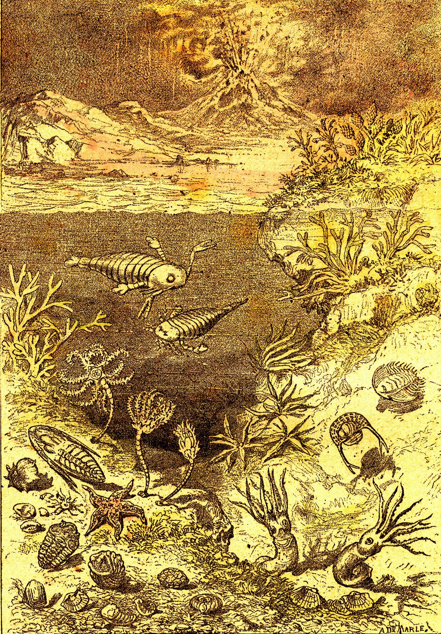 Prehistory-End of the Silurian Period: Natural Creation and Living Beings (J. Rengade) Drawing by A. Demarle 1885 by Alphonse Demarle