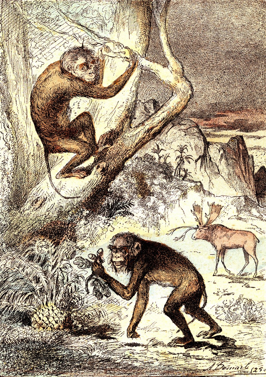 The Catarhinian Monkeys (Miocene Period). Drawing A. Demarle by Alphonse Demarle