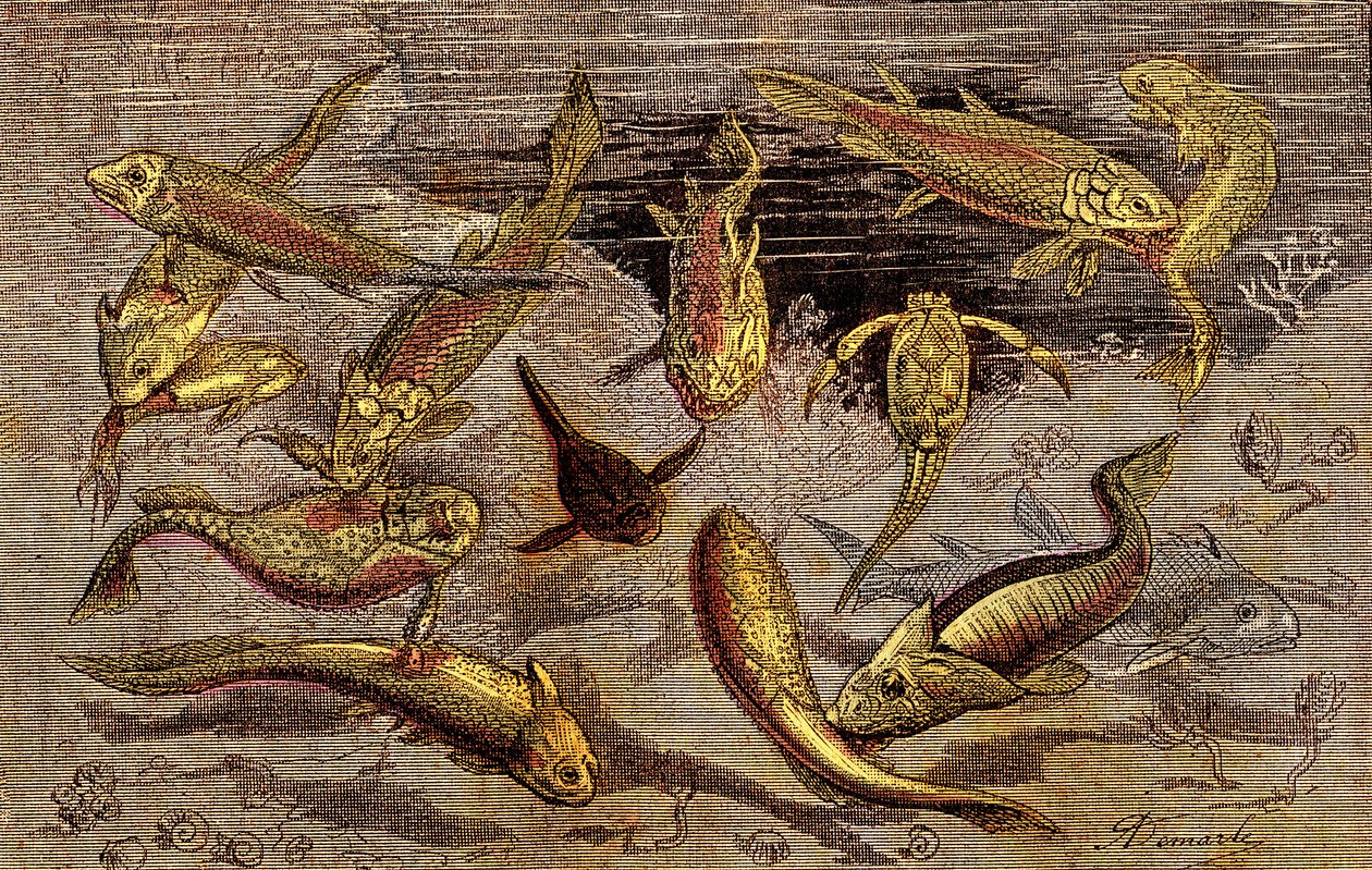 The Devonian Times (Prehistory). Drawing A. Demarle. 1885 by Alphonse Demarle