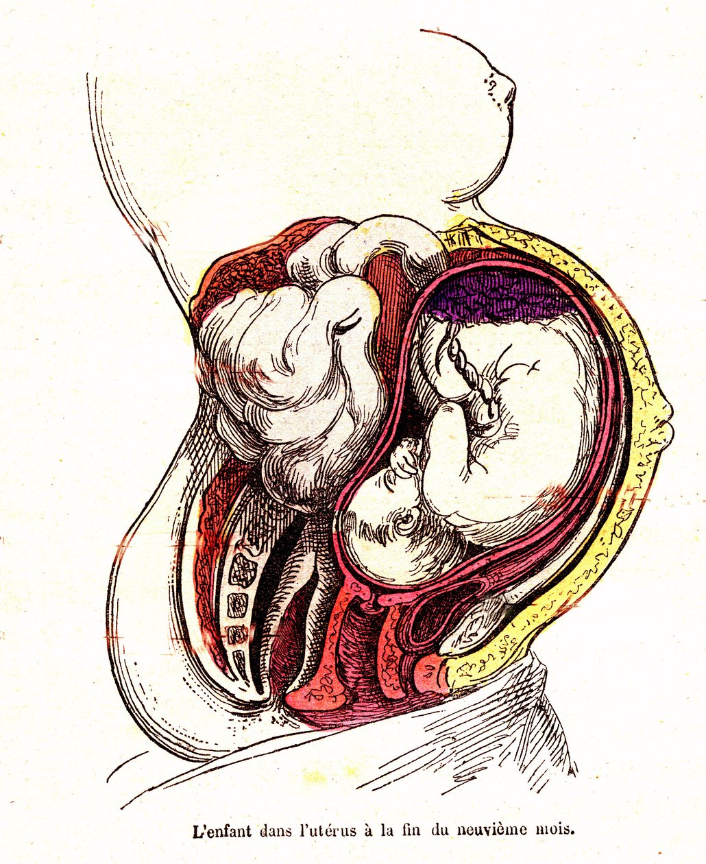 The Child in the Uterus (Late 9th Month) - The Normal Life & Health of J. Rengade - Drawing by A. Demarle 1881 by Alphonse Demarle