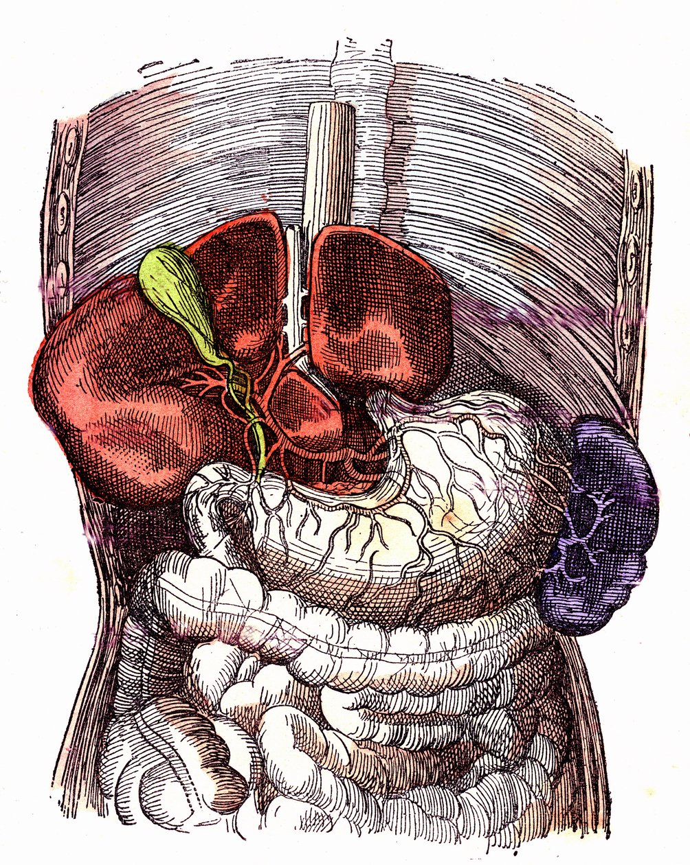 The digestive tract - Normal Life & Health by J. Rengade. Drawing by A. Demarle 1881 by Alphonse Demarle