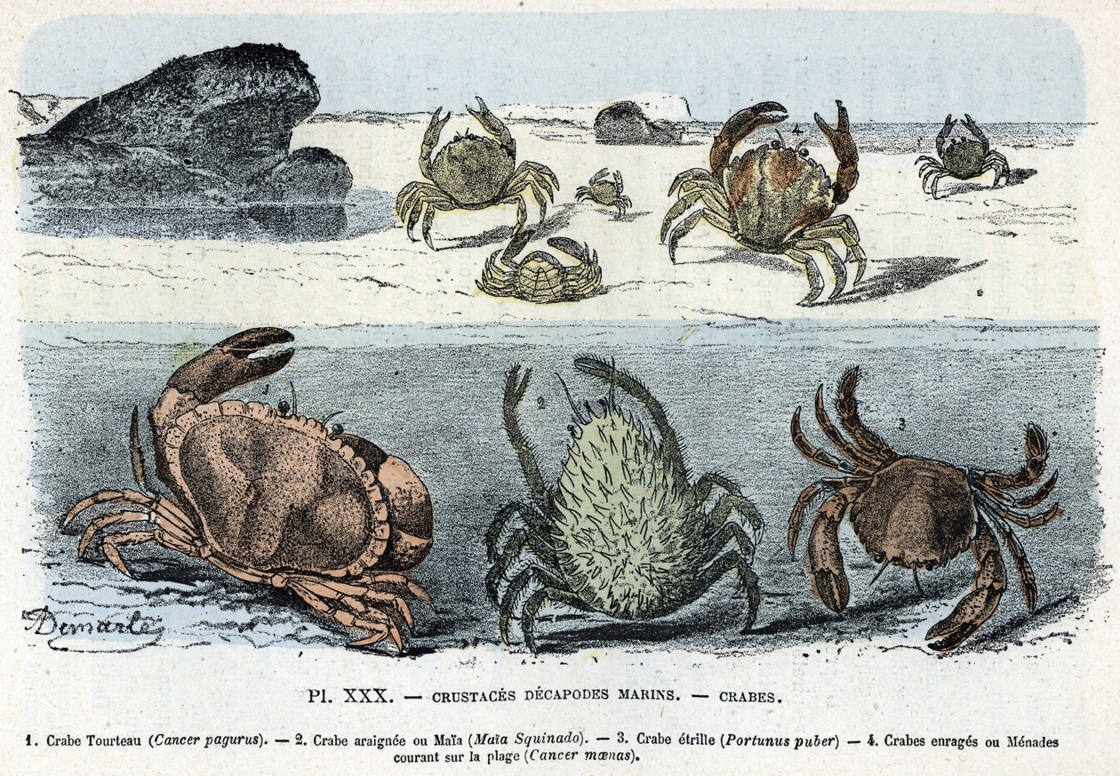 Zoological Plate: Crabs by Rengade by Alphonse Demarle