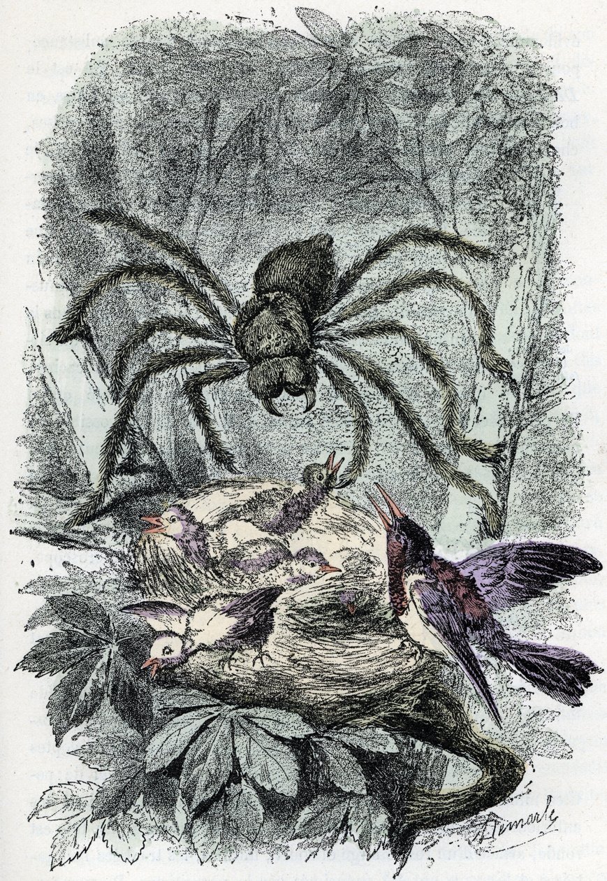 Zoological chart: arachnid, avicular mygalus surprising a bird-fly nest (Zoological plate: arachnid, Avicularia) Engraving from 