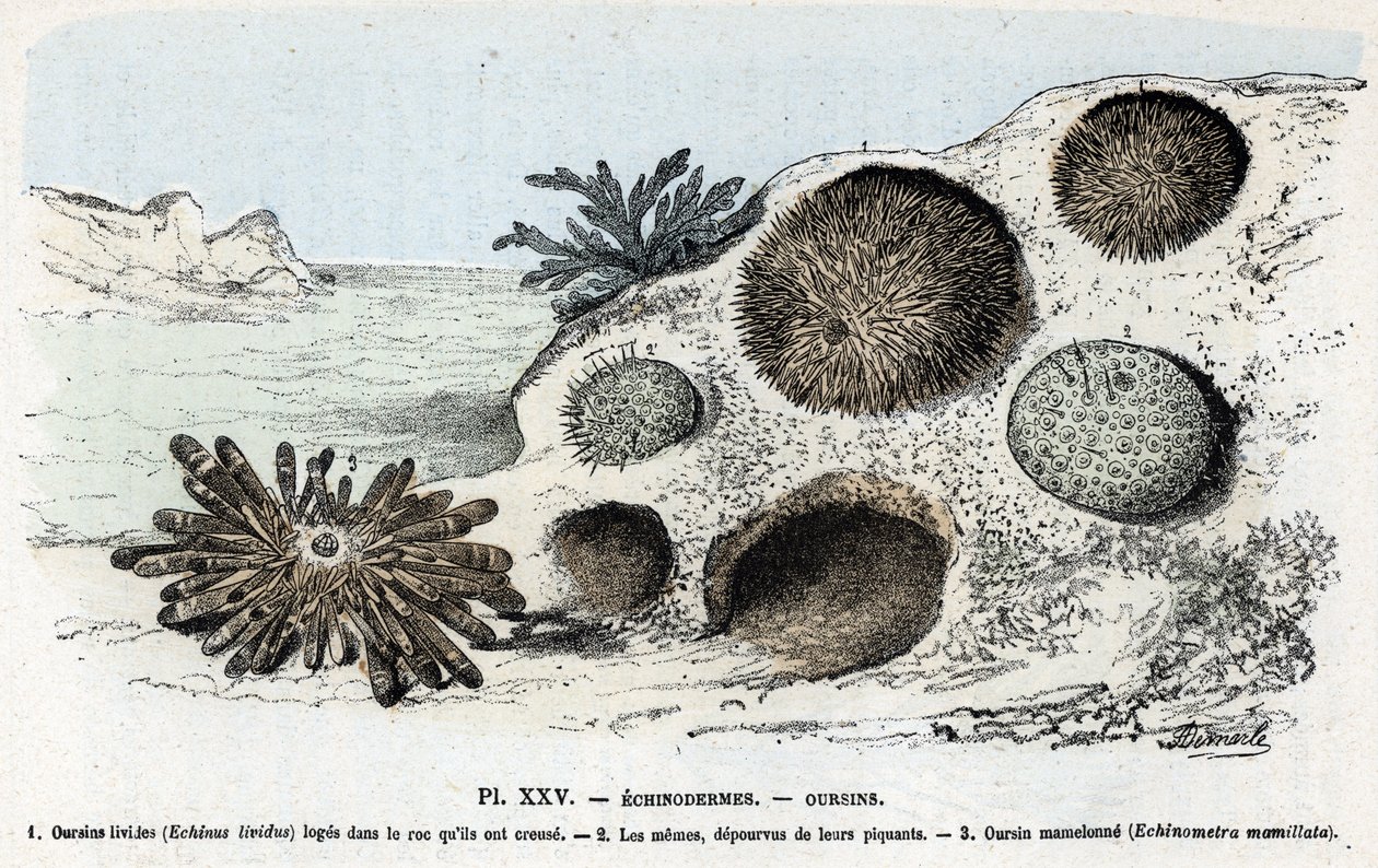 Zoological Plate: Echinoderms, Sea Urchins by Rengade by Alphonse Demarle
