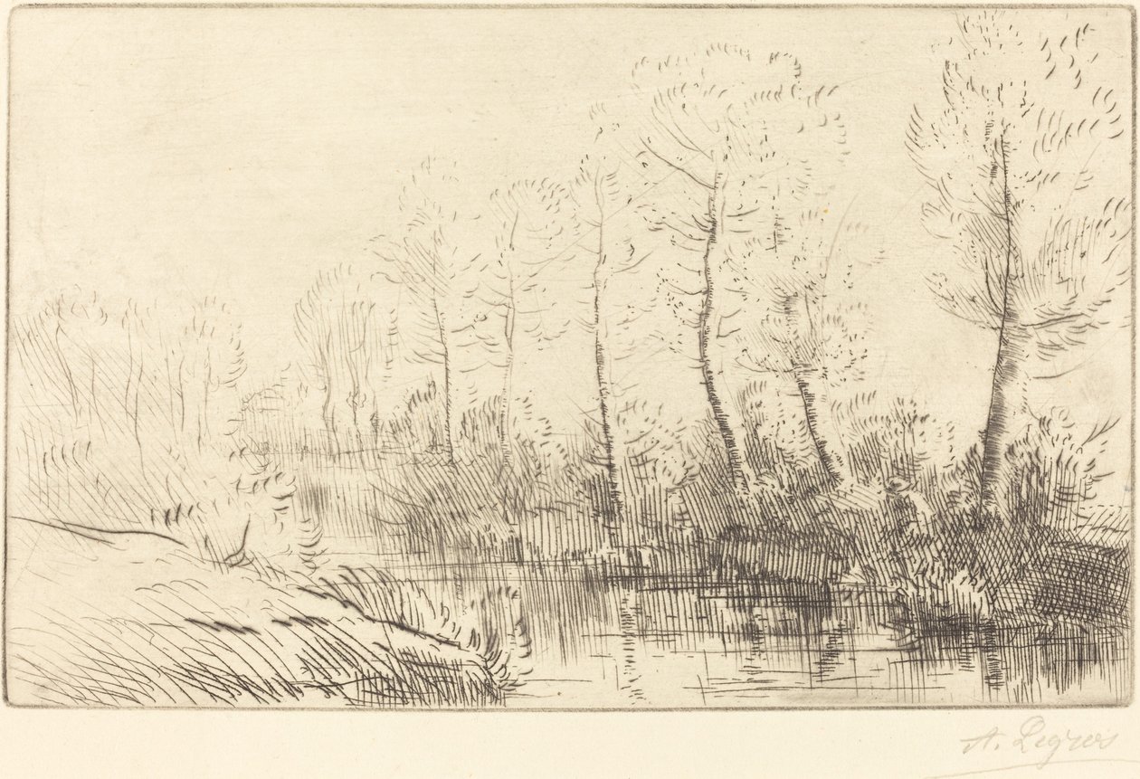 Birch Trees: Water
