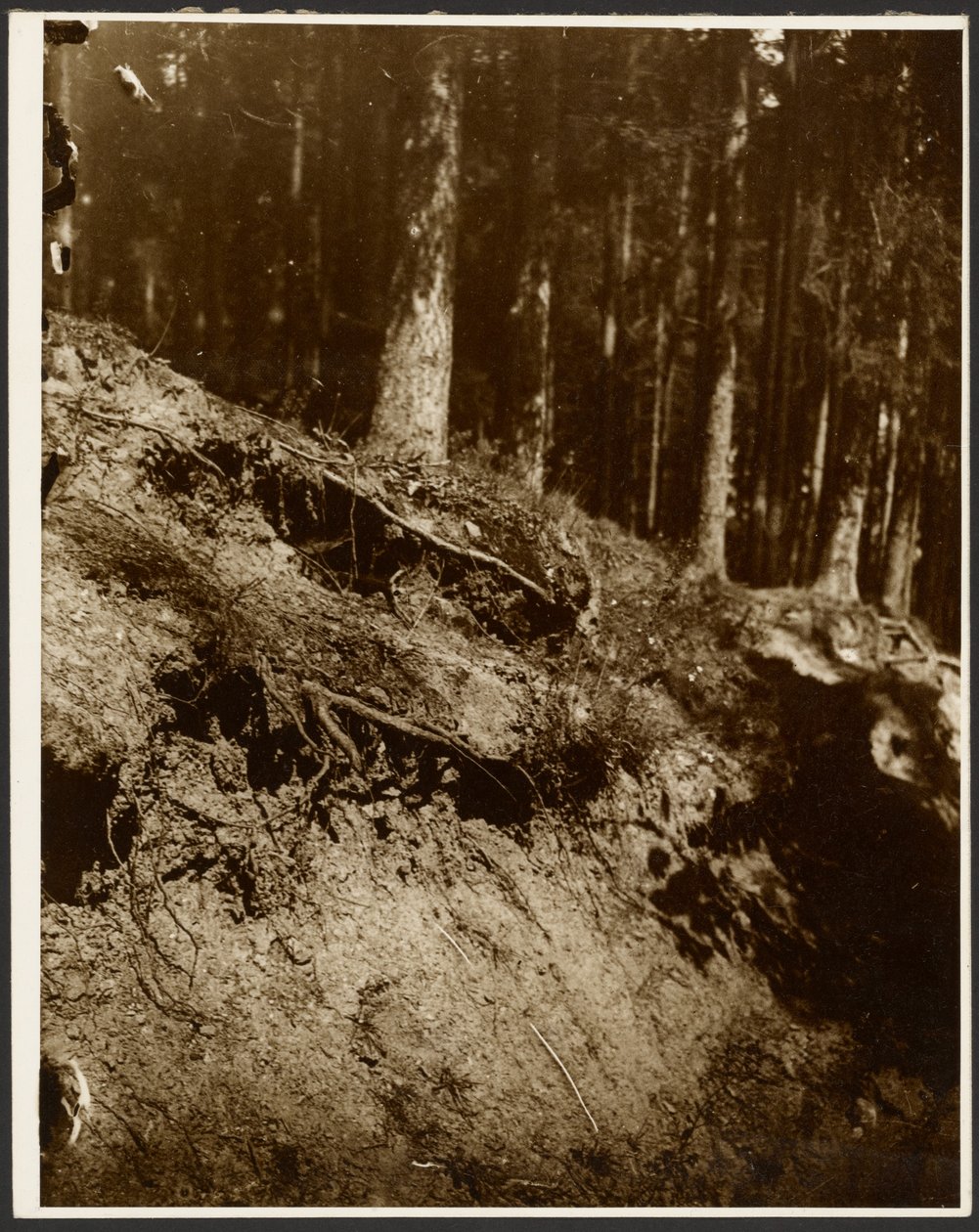 Study of Unearthed Roots of a Tree Exposed from the Side of a Hill by Alphonse Maria Mucha
