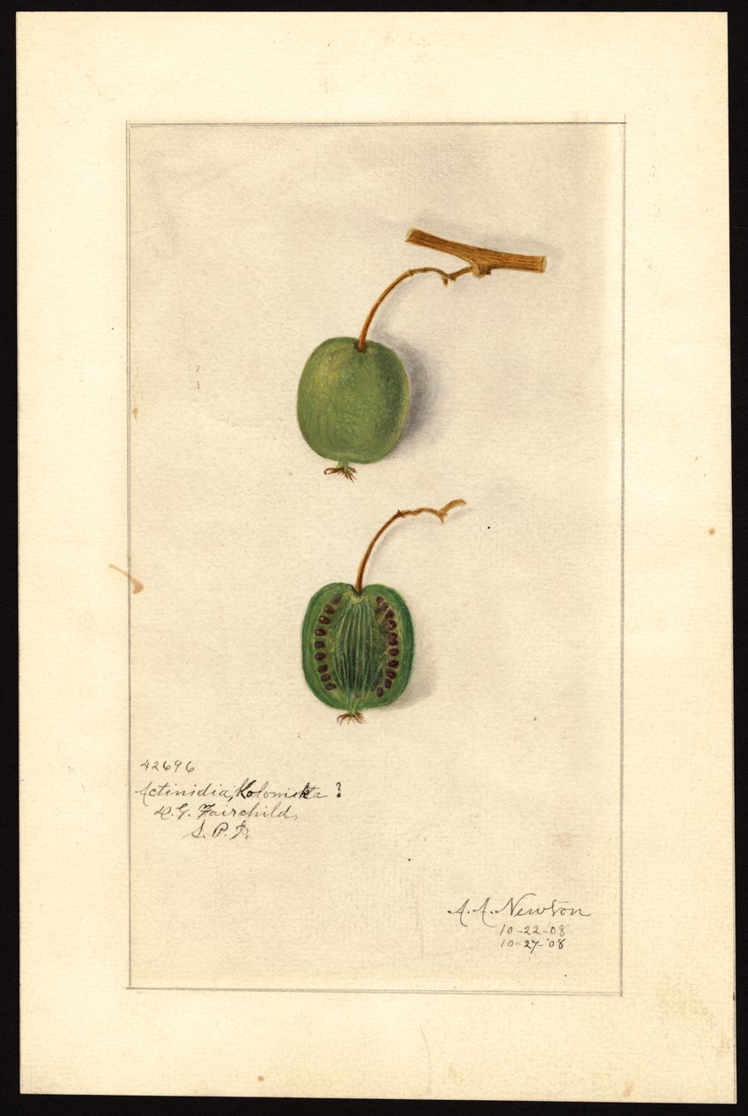 Actinidia deliciosa (Kiwifruit) by Amanda Almira Newton