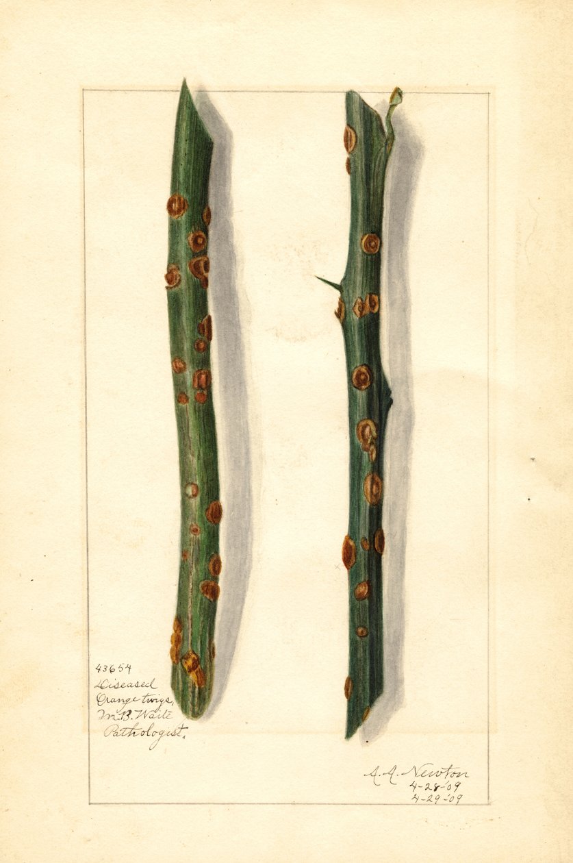Two Diseased Orange Tree Twigs (Citrus sinensis) by Amanda Almira Newton