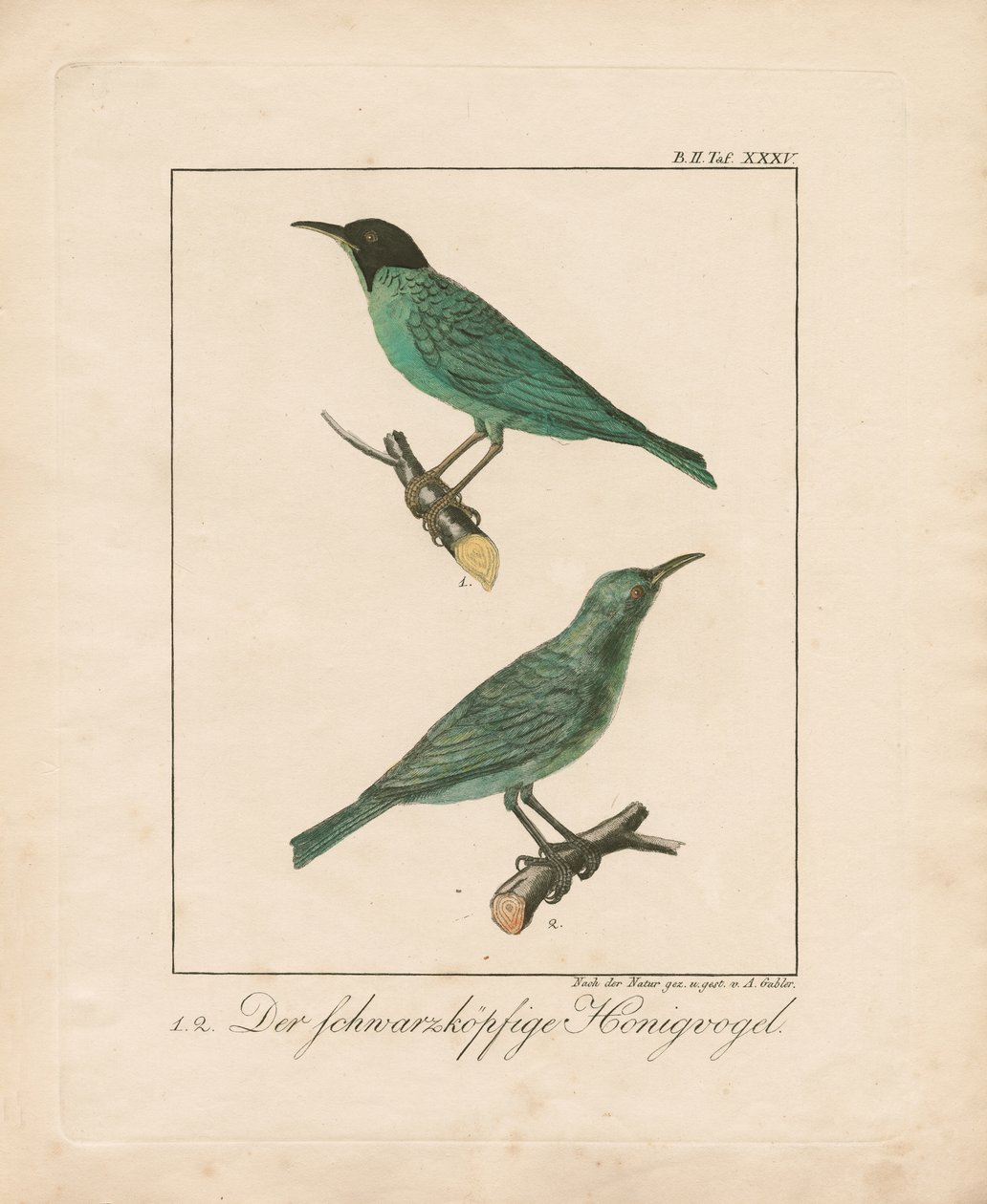 Black-headed Honeyeater by Ambrosius Gabler