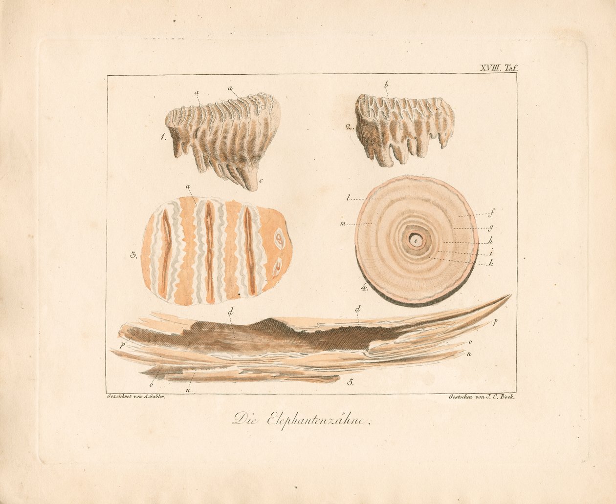 Elephant Tusks by Ambrosius Gabler