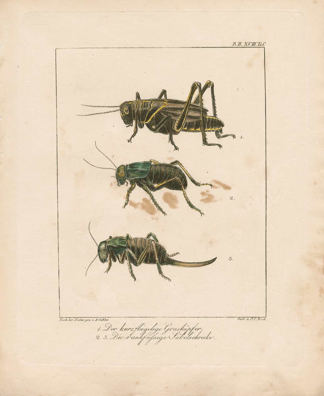 Grasshopper and Bush Crickets by Ambrosius Gabler