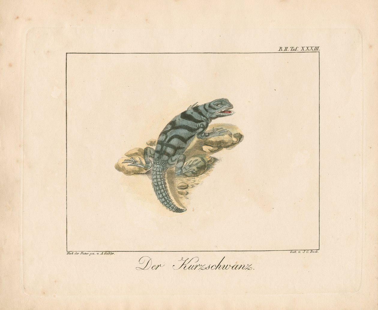 Short-tailed Lizard by Ambrosius Gabler