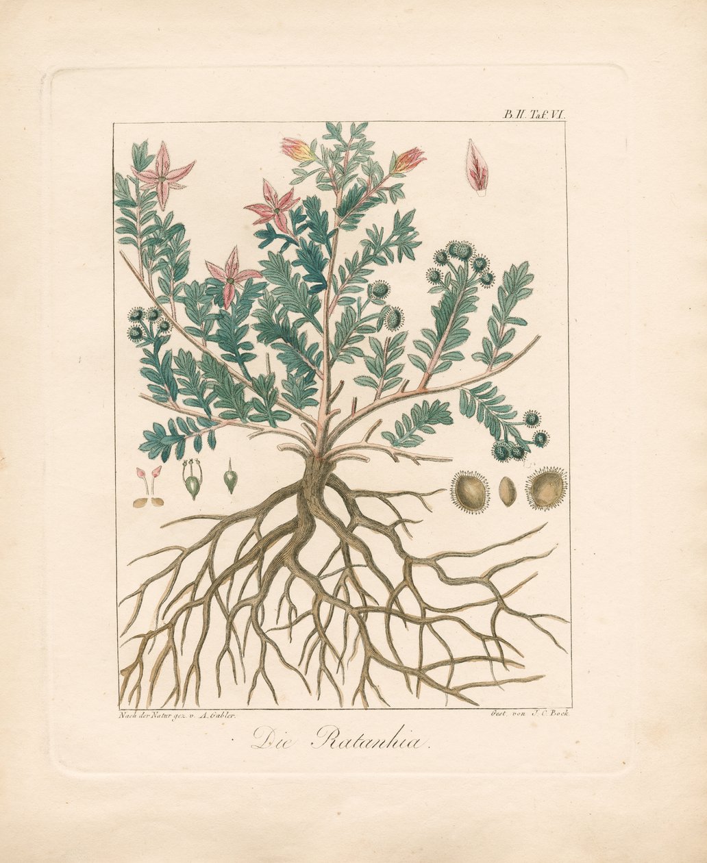 The Alder Buckthorn by Ambrosius Gabler