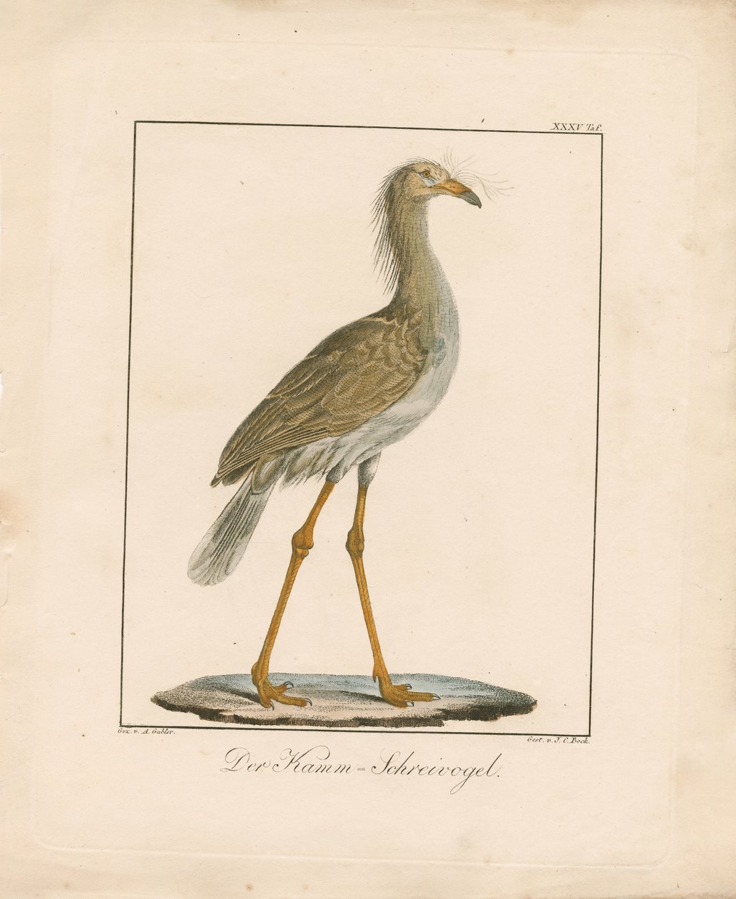 The Red-legged Seriema by Ambrosius Gabler
