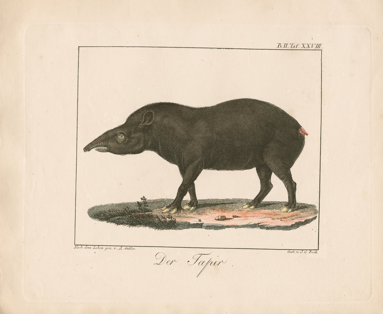 The Tapir by Ambrosius Gabler