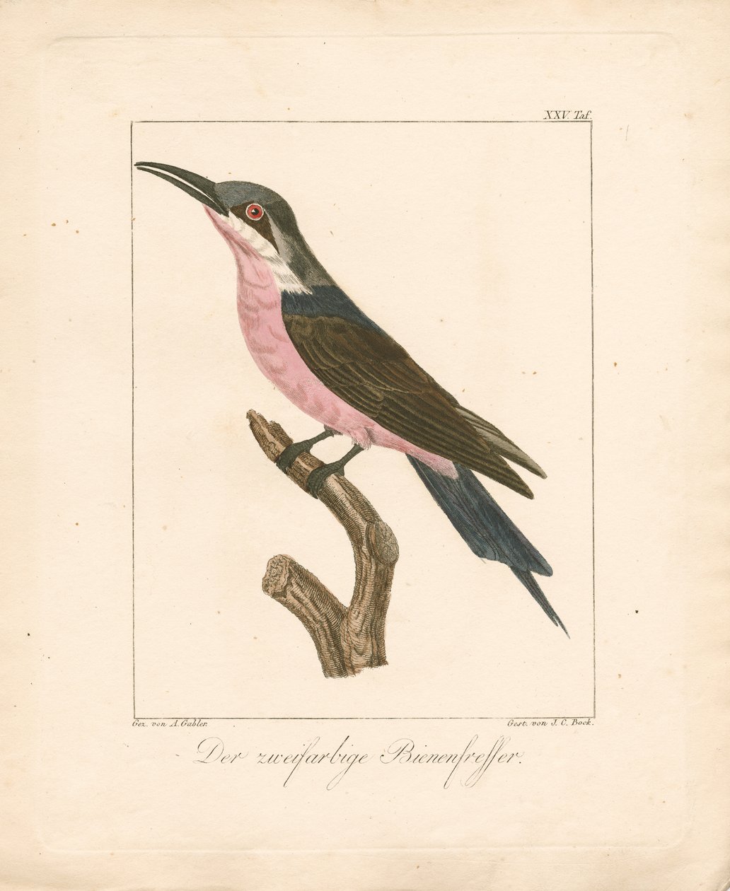 The Two-colored Bee-eater by Ambrosius Gabler