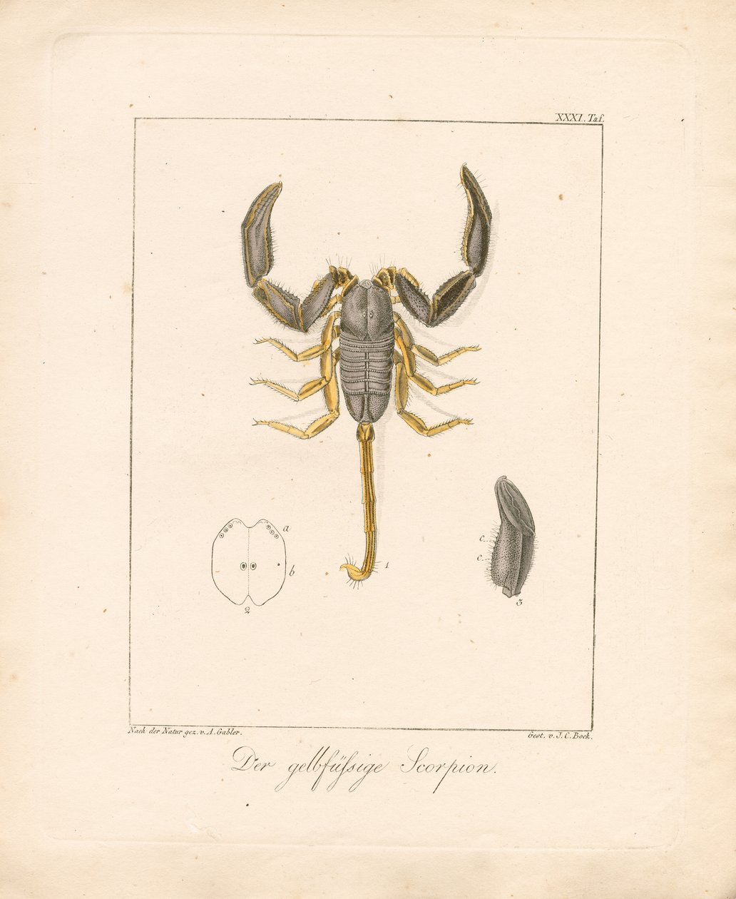 The Yellow-legged Scorpion by Ambrosius Gabler