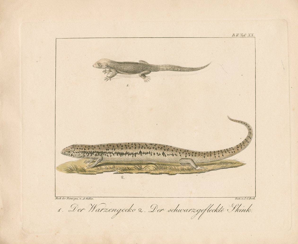 Turkish Gecko and Ocellated Skink by Ambrosius Gabler