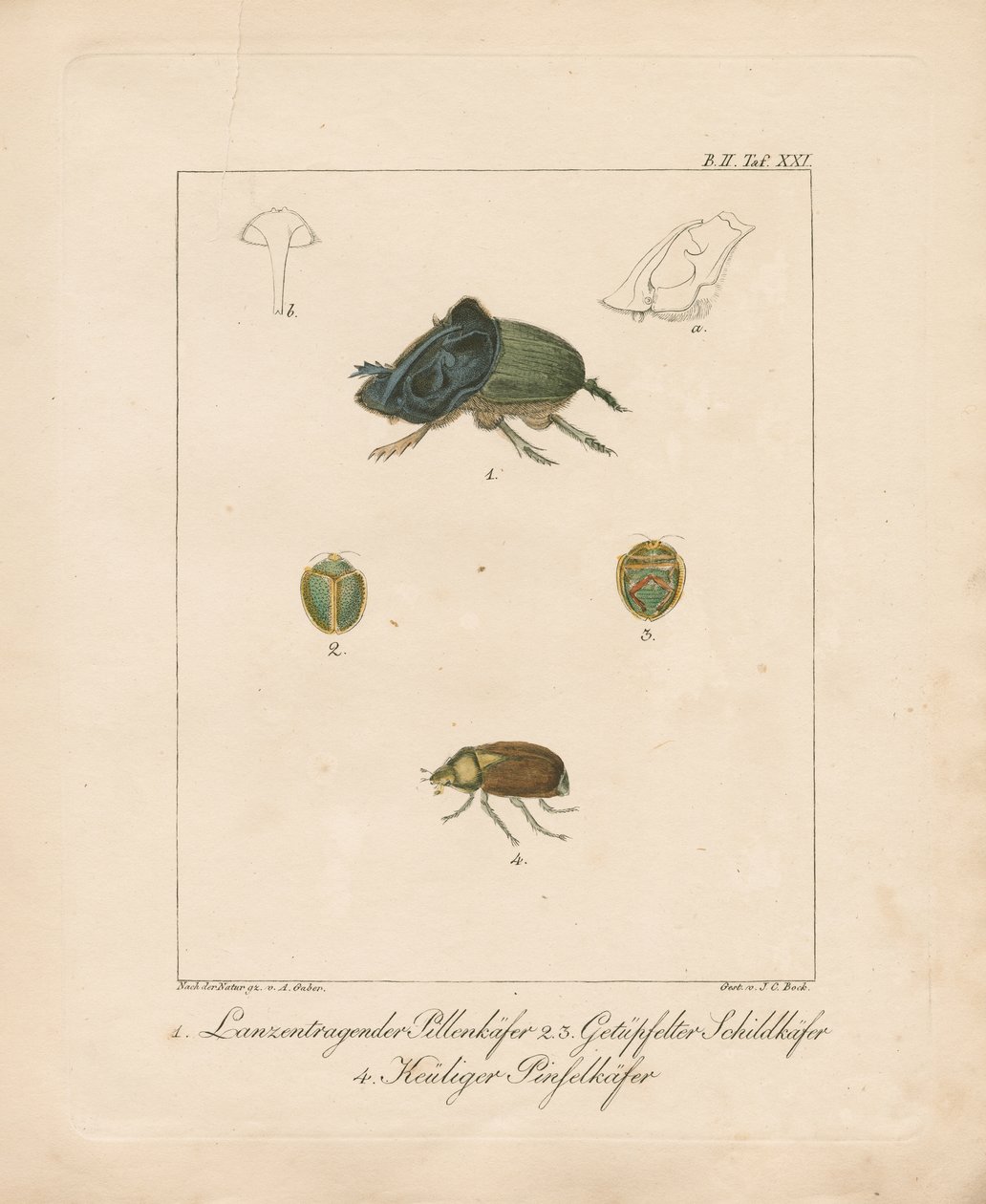 Various Beetle Species by Ambrosius Gabler