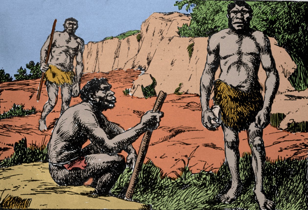 Prehistory: representation of Homo rhodesiensis or man of Broken hill, ancestor of Homo sapiens, whose fossils were discovered in Rhodesia (present-day Zambia in Africa). Drawing by A. Forestier by Amedee Forestier