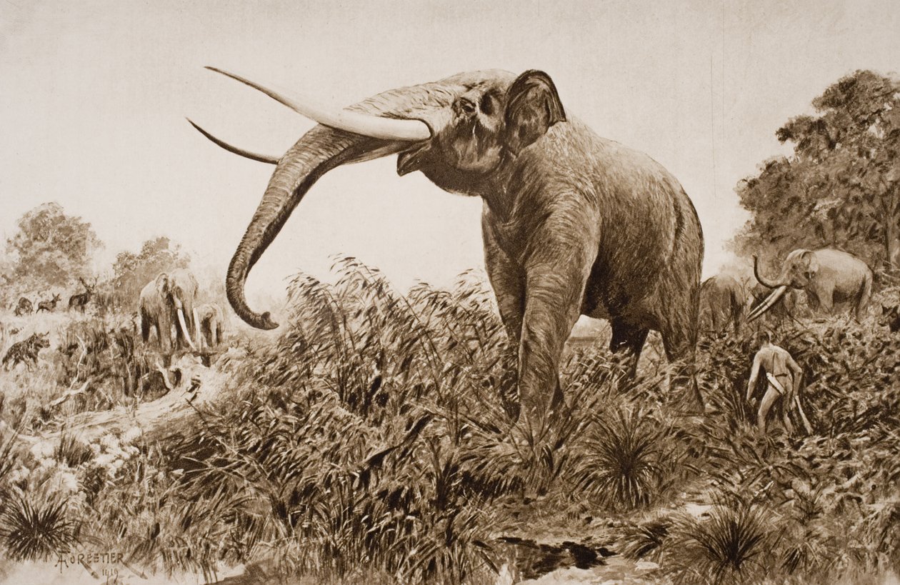 The Chatham Elephant, Illustration from 