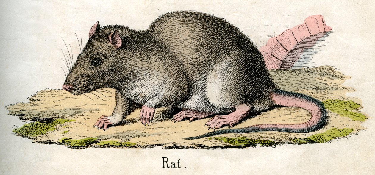 Antique Print of a Rat by American School: Fine art print
