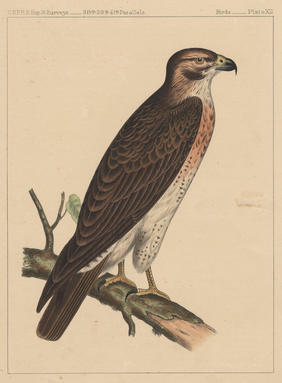 Birds, Plate XII by American School
