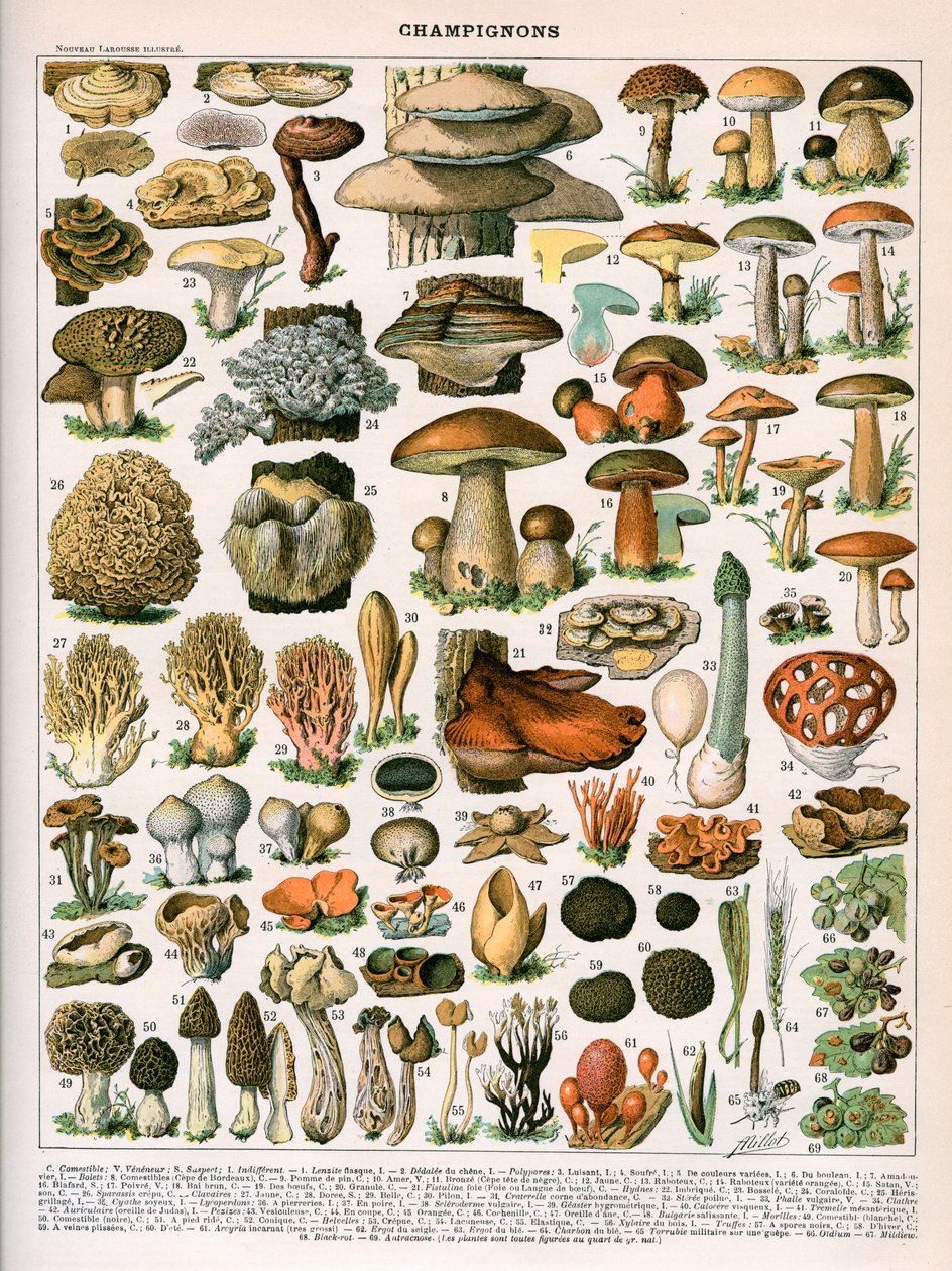 Decorative Print of 