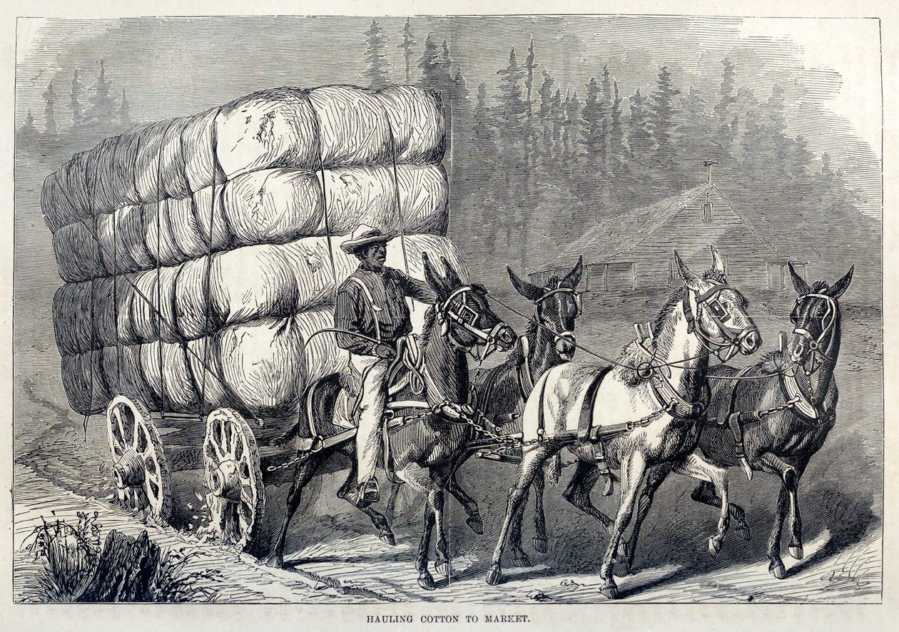 Hauling Cotton to Market, from One Hundred Years