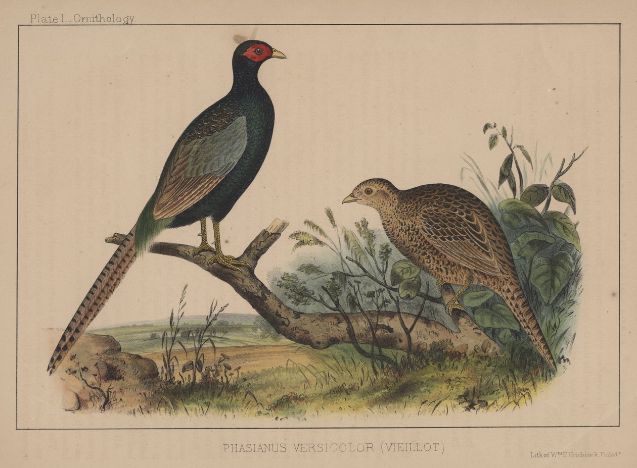 Phasianus Versicolor (Vieillot) by American School