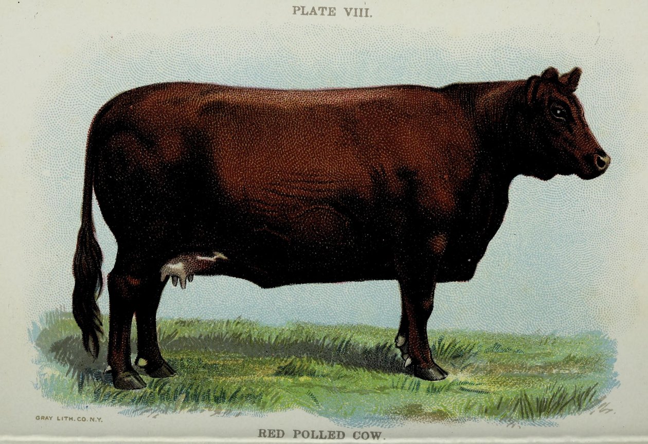 Red Polled Cow, from 'Biggle Cow Book' by Jacob Biggle