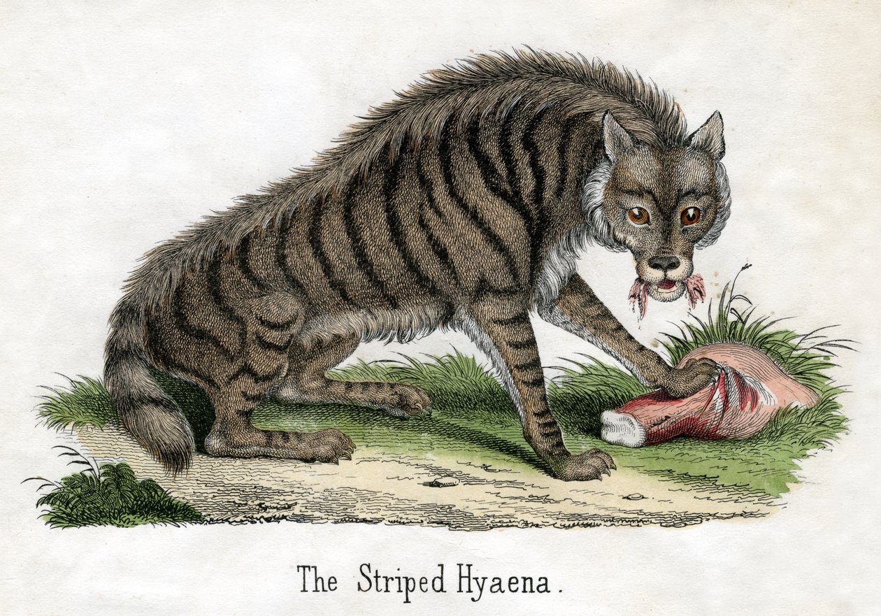 Striped Hyena, from The Natural History of Animals by American School