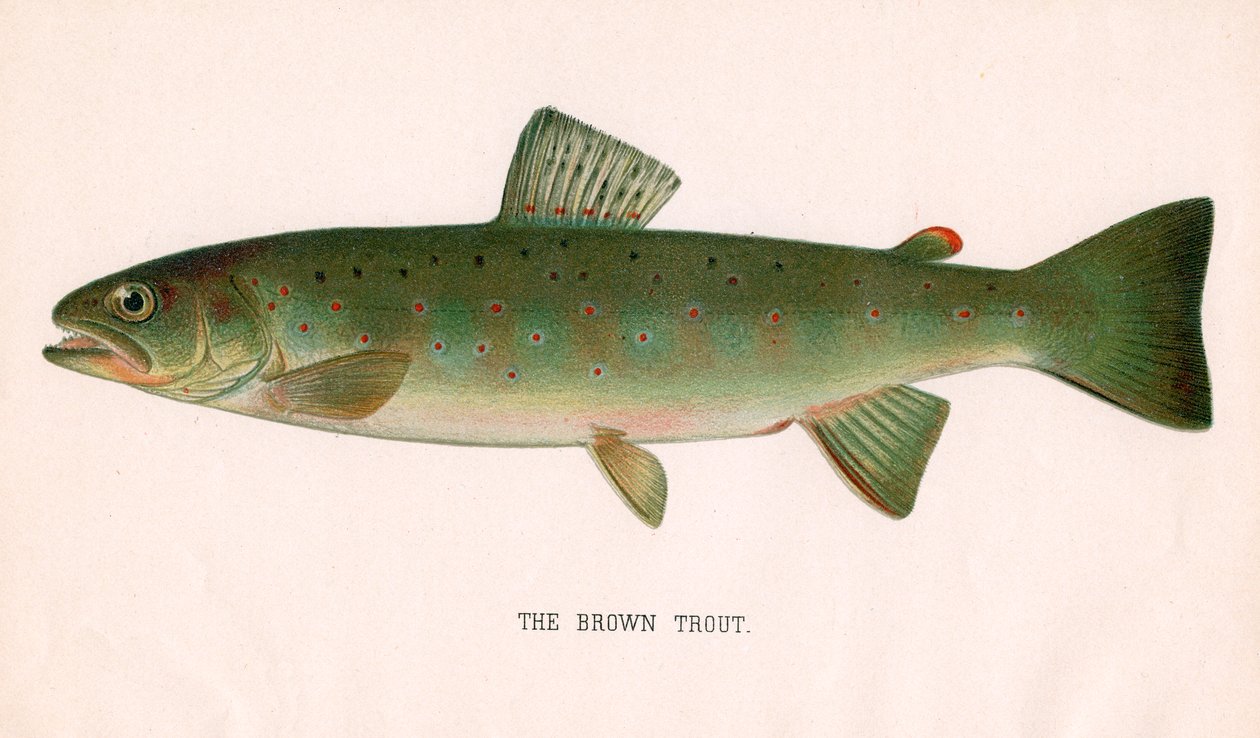 The Brown Trout by American School