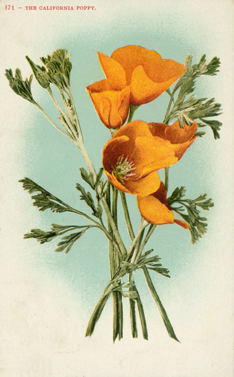 The California Poppy by American School