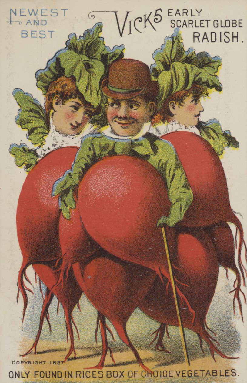 Vicks Early Scarlet Globe Radish by American School