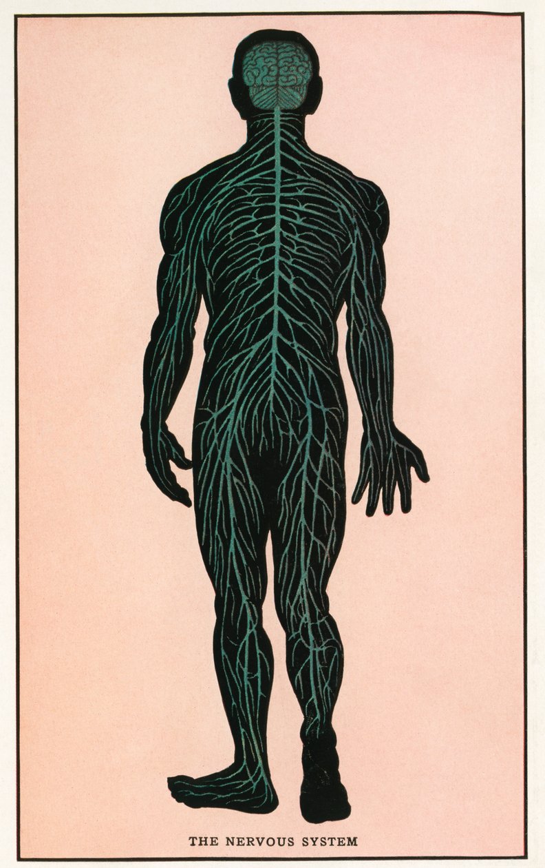 Vintage Anatomical Print of the Human Nervous System by American School